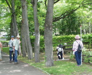 豊平公園樹林管理計画 写真